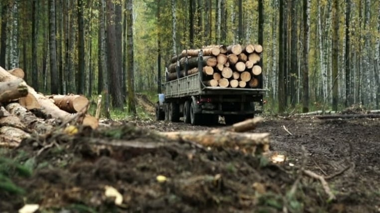 Fit for Purpose: Forestry.jpg